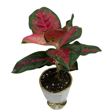 Aglaonema Chinesis