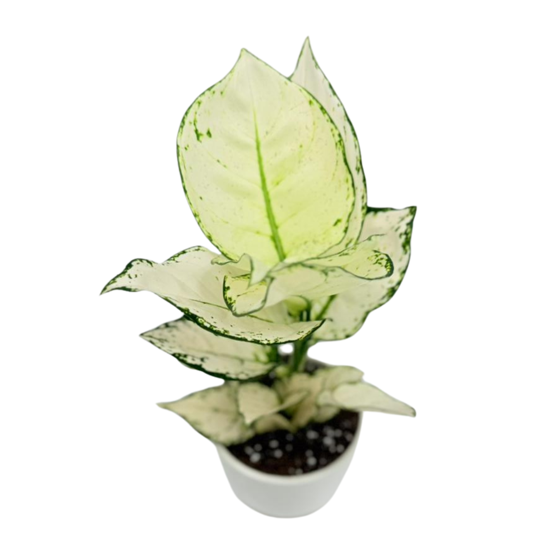 Aglaonema White