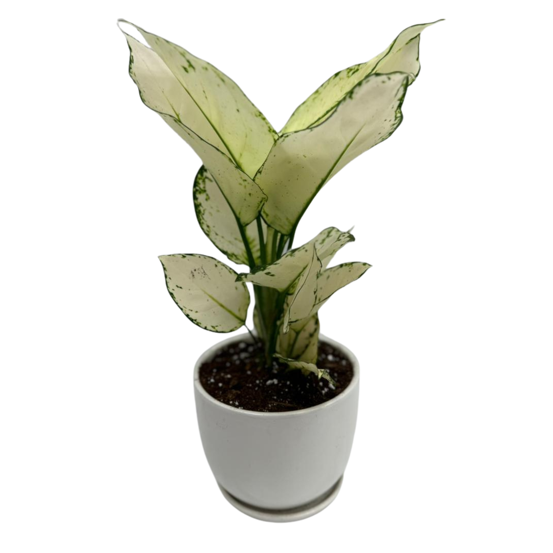 Aglaonema White