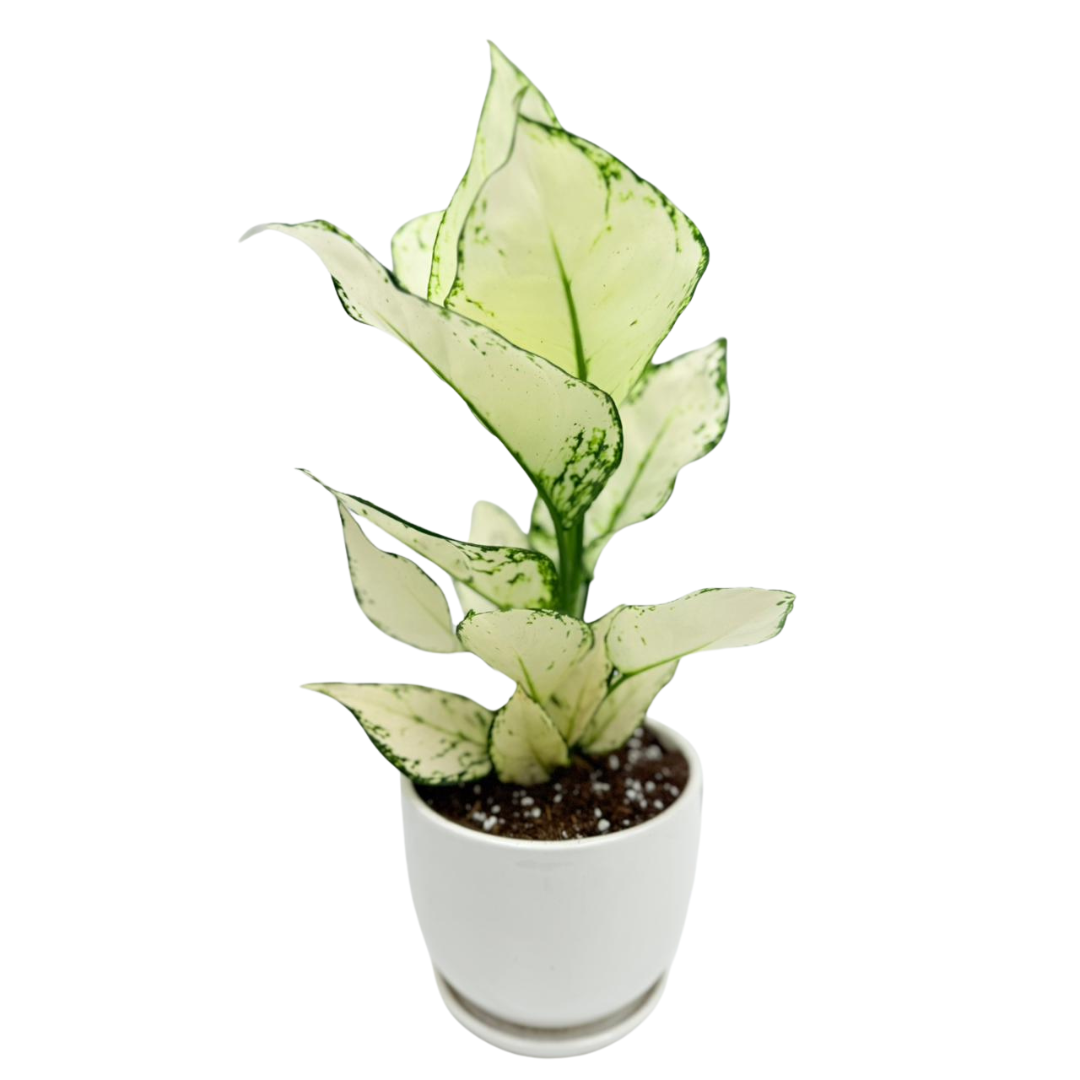 Aglaonema White