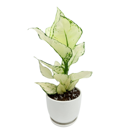 Aglaonema White