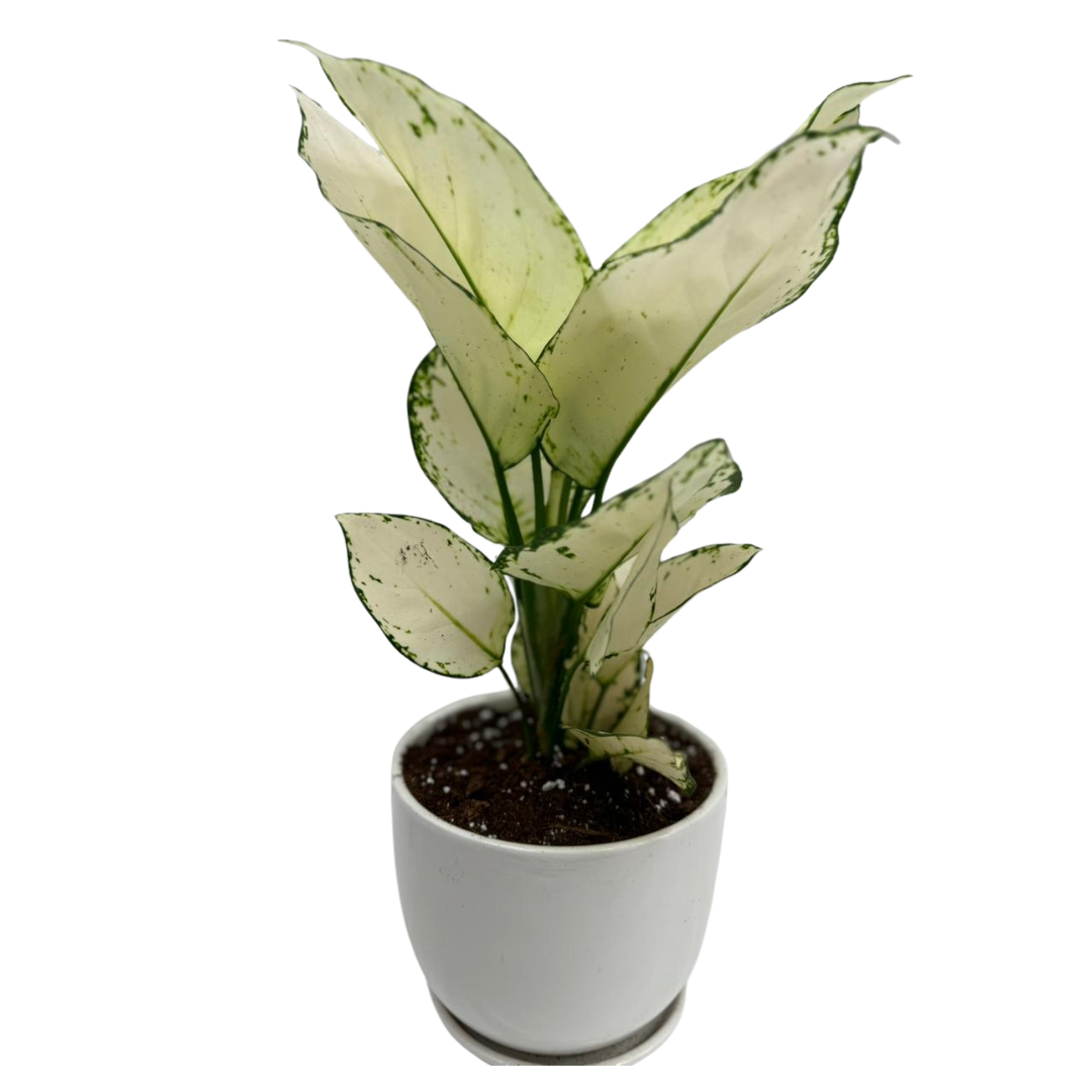 Aglaonema White