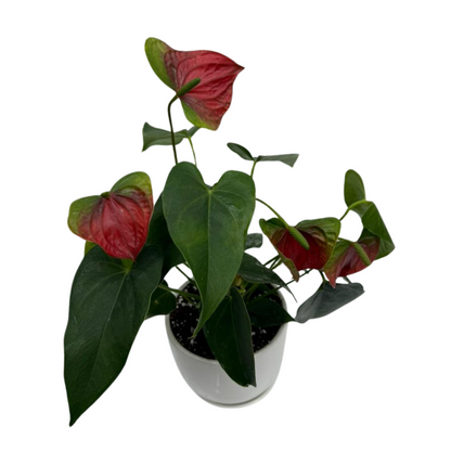 Anthurium Andreanum