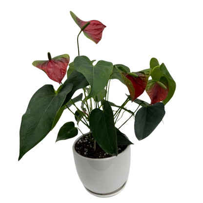 Anthurium Andreanum