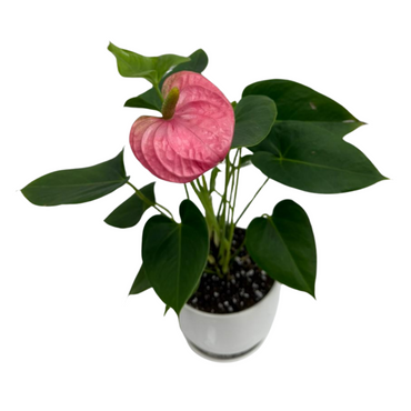 Anthurium Andreanum