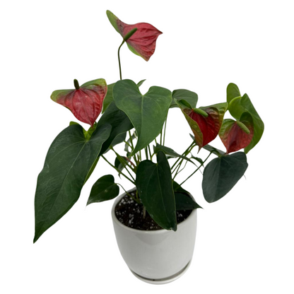 Anthurium Andreanum