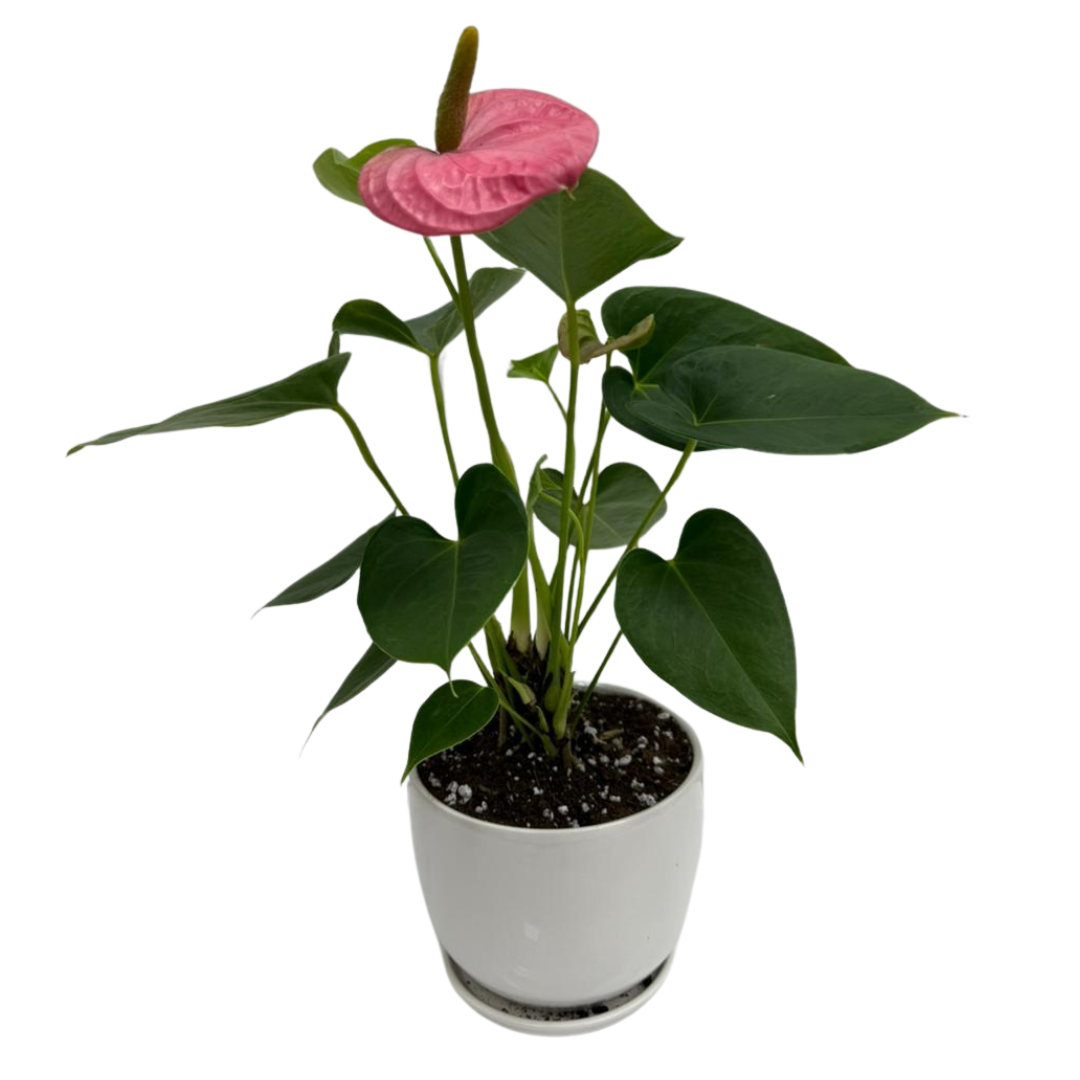 Anthurium Andreanum