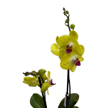 Holland Orchid Plant (2-3 Stems)-Phalaenopsis Mix Orchid