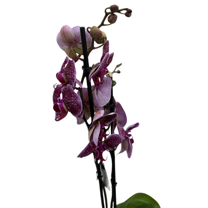 Holland Orchid Plant (2-3 Stems)-Phalaenopsis Mix Orchid