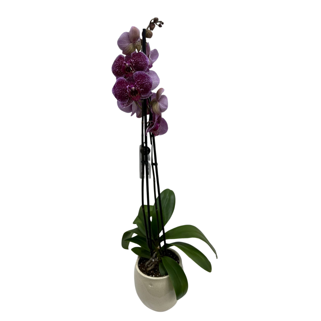 Holland Orchid Plant (2-3 Stems)-Phalaenopsis Mix Orchid