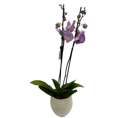 Holland Orchid Plant (2-3 Stems)-Phalaenopsis Mix Orchid