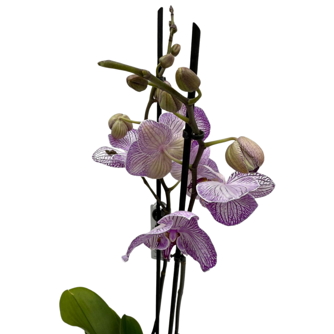 Holland Orchid Plant (2-3 Stems)-Phalaenopsis Mix Orchid