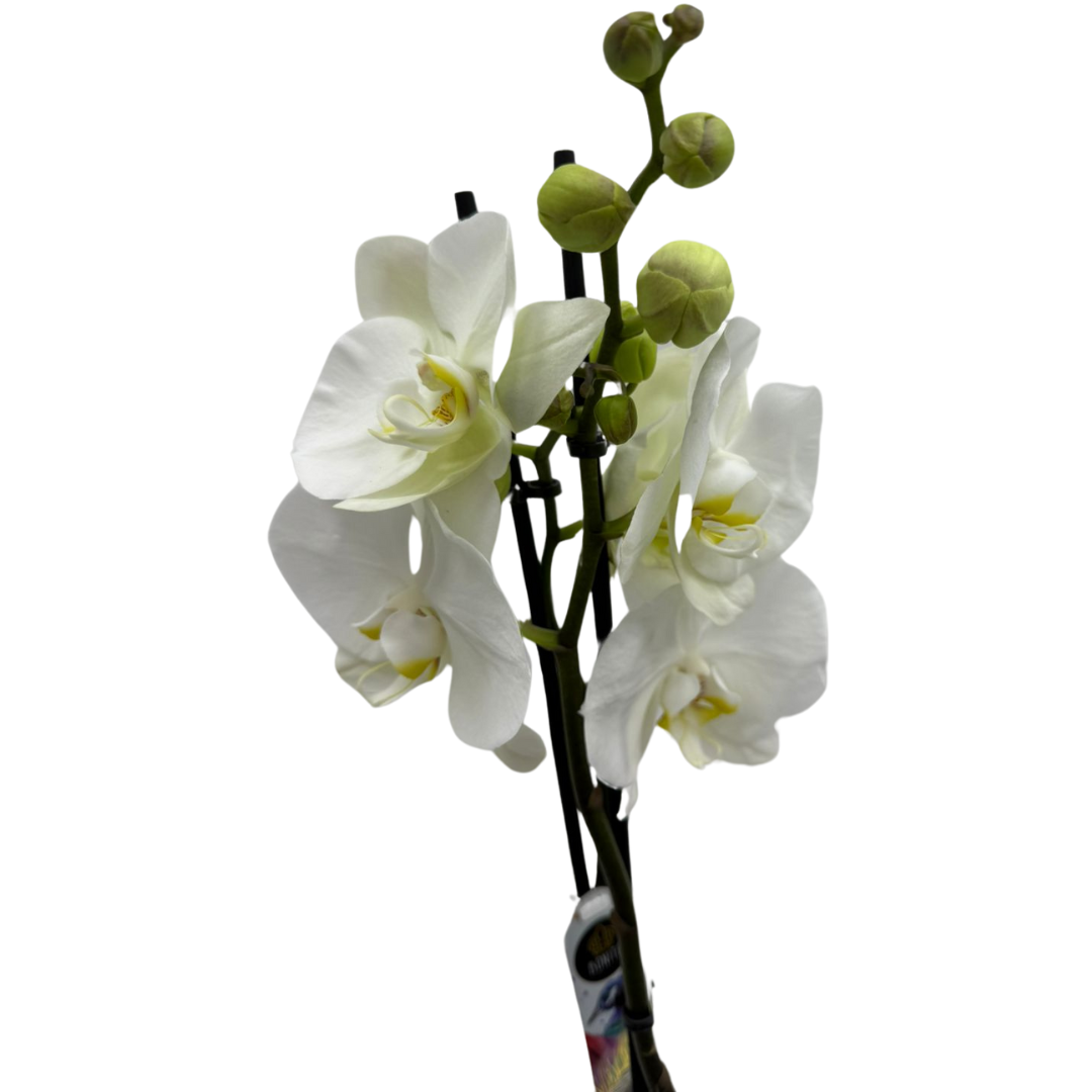 Holland Orchid Plant (2-3 Stems)-Phalaenopsis Mix Orchid