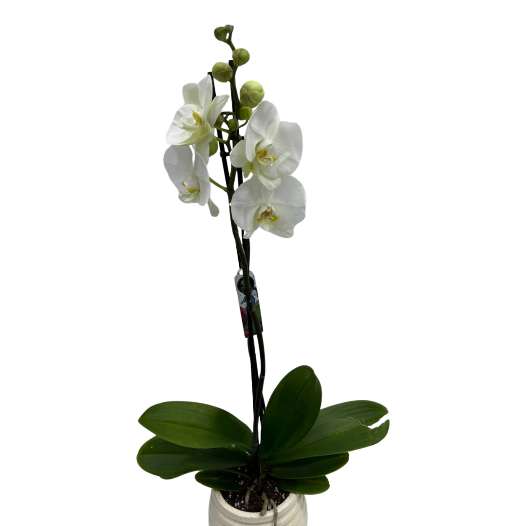 Holland Orchid Plant (2-3 Stems)-Phalaenopsis Mix Orchid