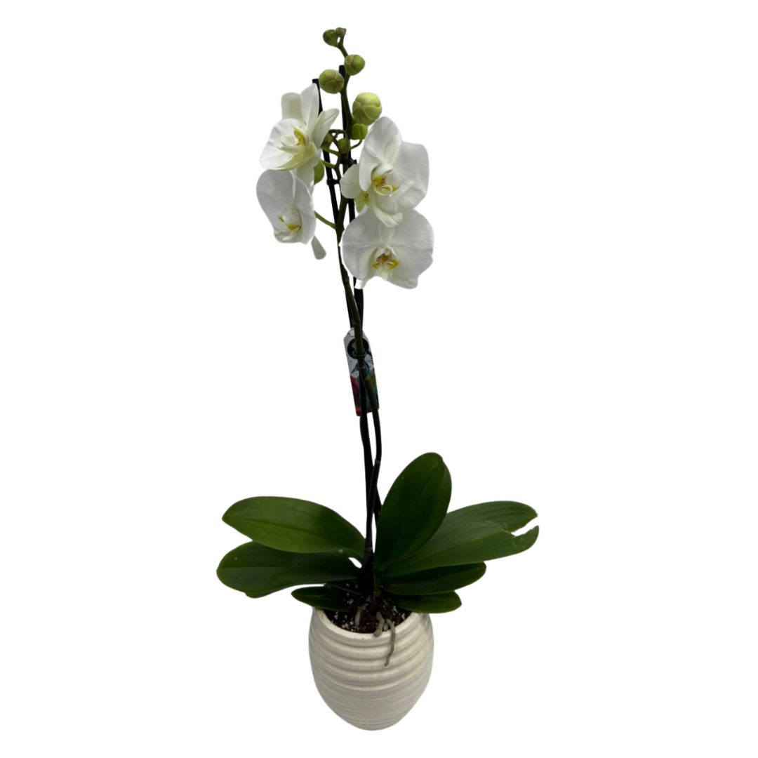 Holland Orchid Plant (2-3 Stems)-Phalaenopsis Mix Orchid