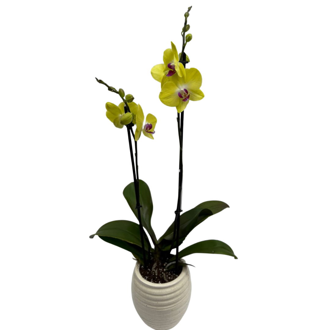 Holland Orchid Plant (2-3 Stems)-Phalaenopsis Mix Orchid