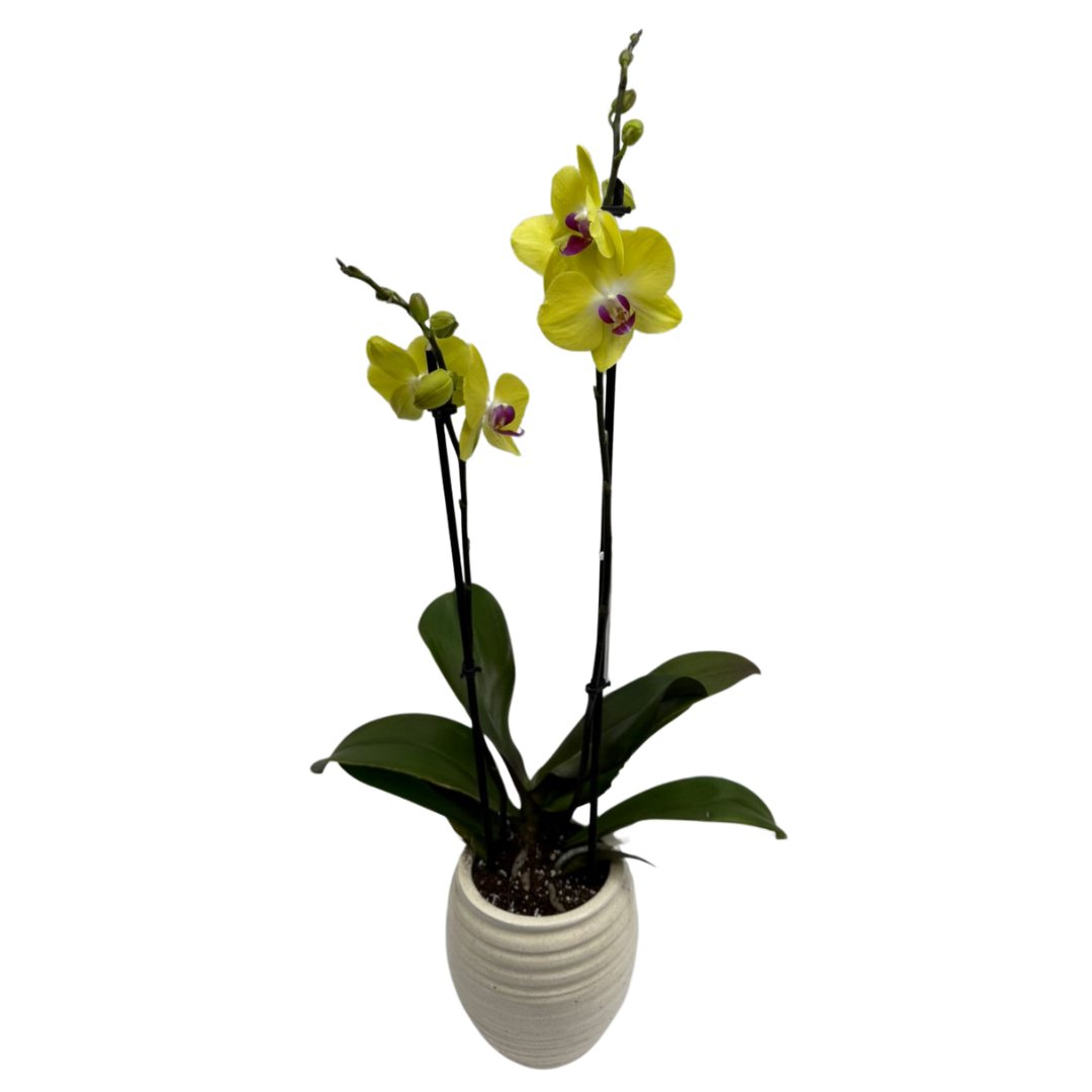 Holland Orchid Plant (2-3 Stems)-Phalaenopsis Mix Orchid