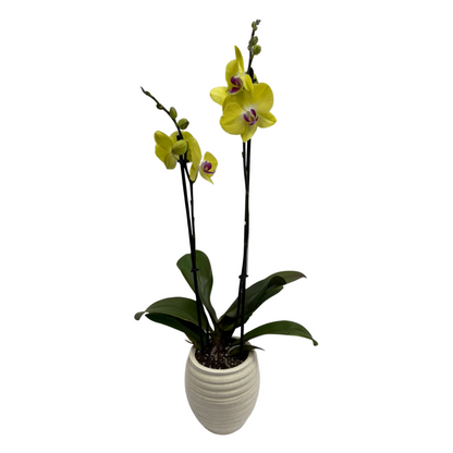 Holland Orchid Plant (2-3 Stems)-Phalaenopsis Mix Orchid