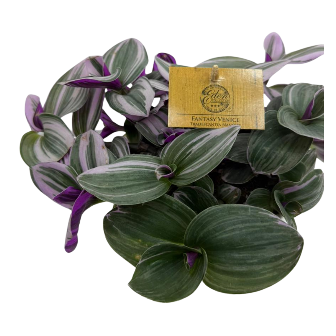 Tradescantia Albiflora