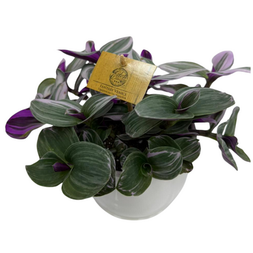 Tradescantia Albiflora