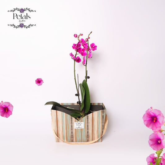 Pink Orchid Elegance