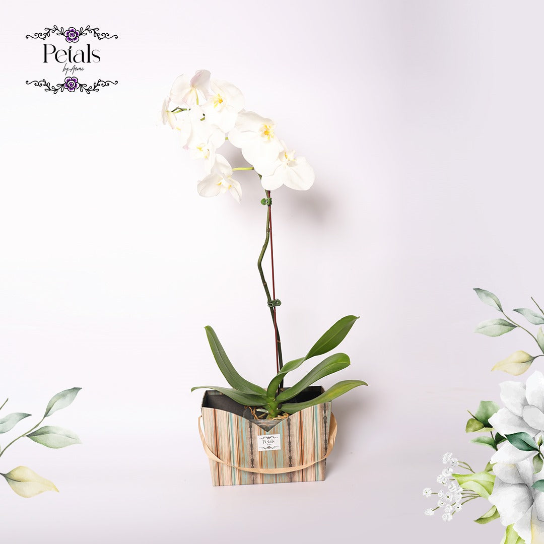 White Orchid Delight