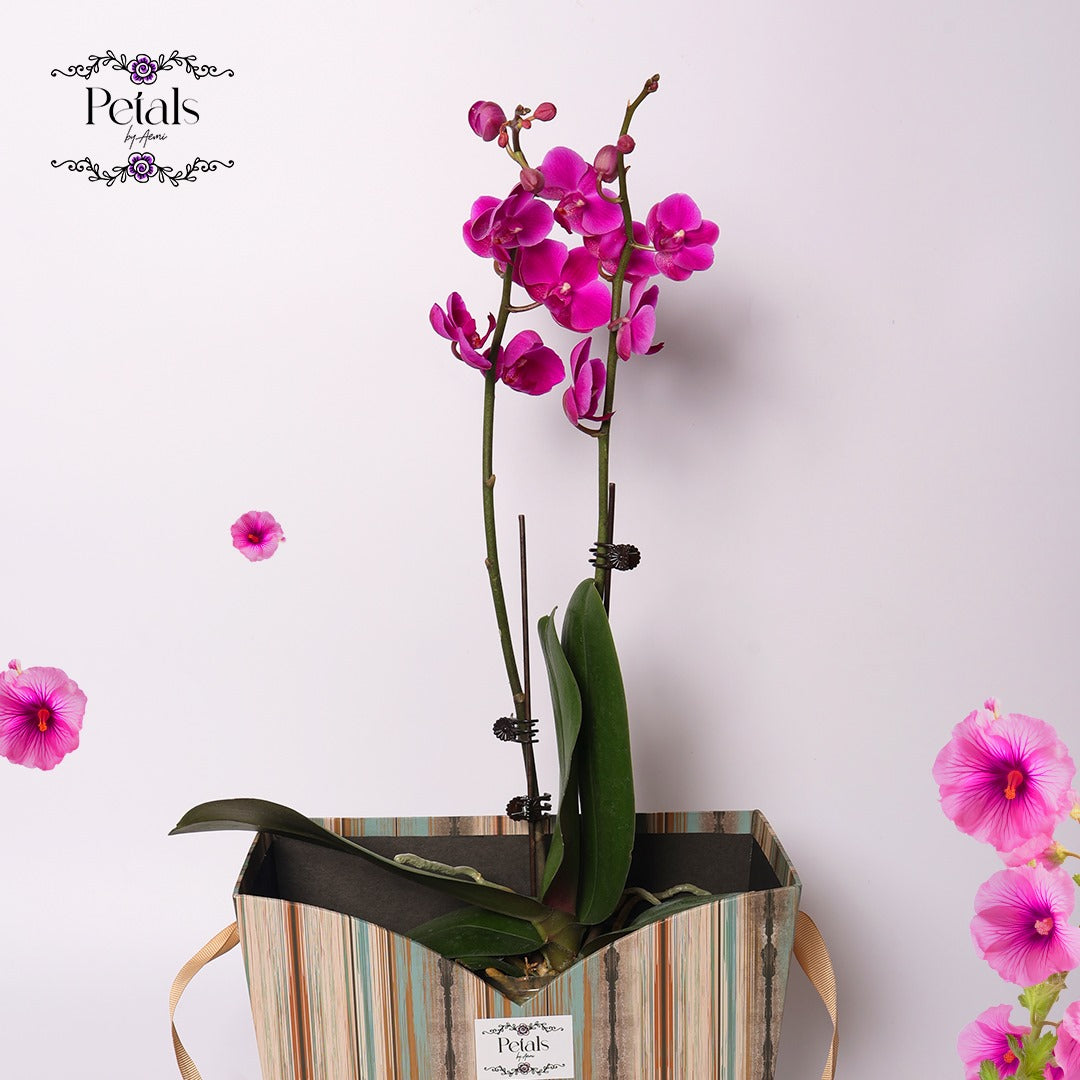 Pink Orchid Elegance