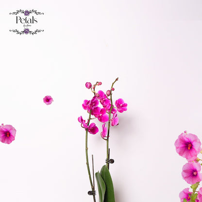 Pink Orchid Elegance