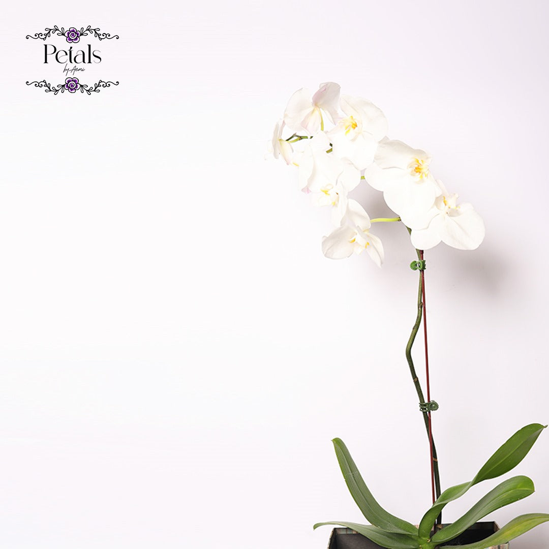 White Orchid Delight