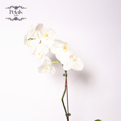 White Orchid Delight