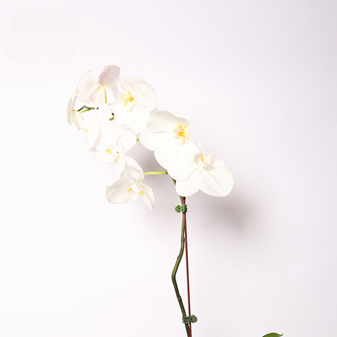 White Orchid Delight