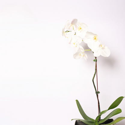 White Orchid Delight